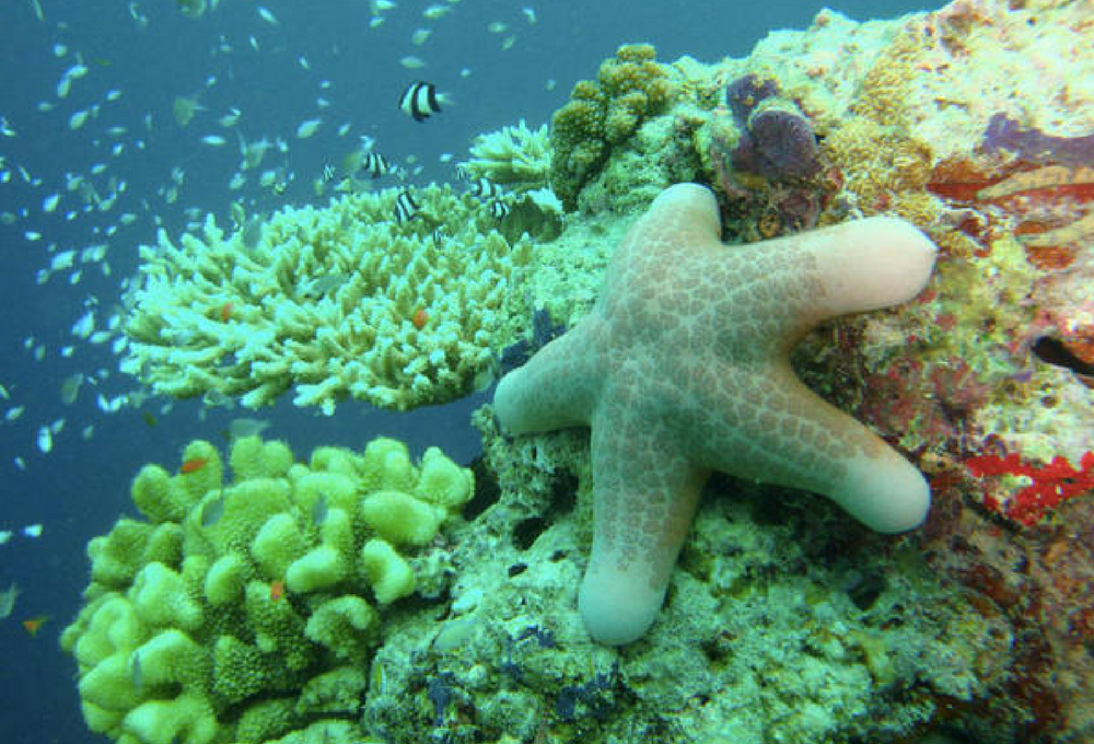 corales-blanqueamiento