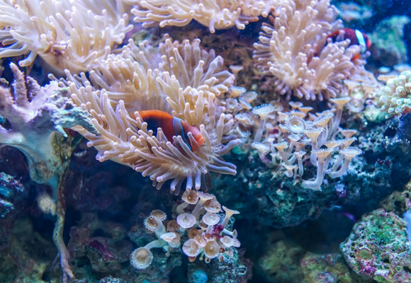 corales-patrimonio-cultural
