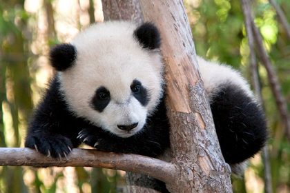 Panda en peligro e extinción