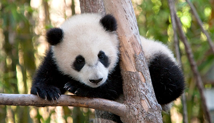 Panda en peligro e extinción