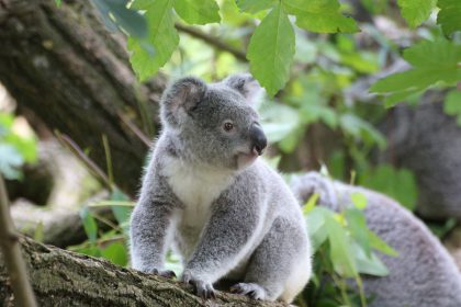 koala-en-arbol