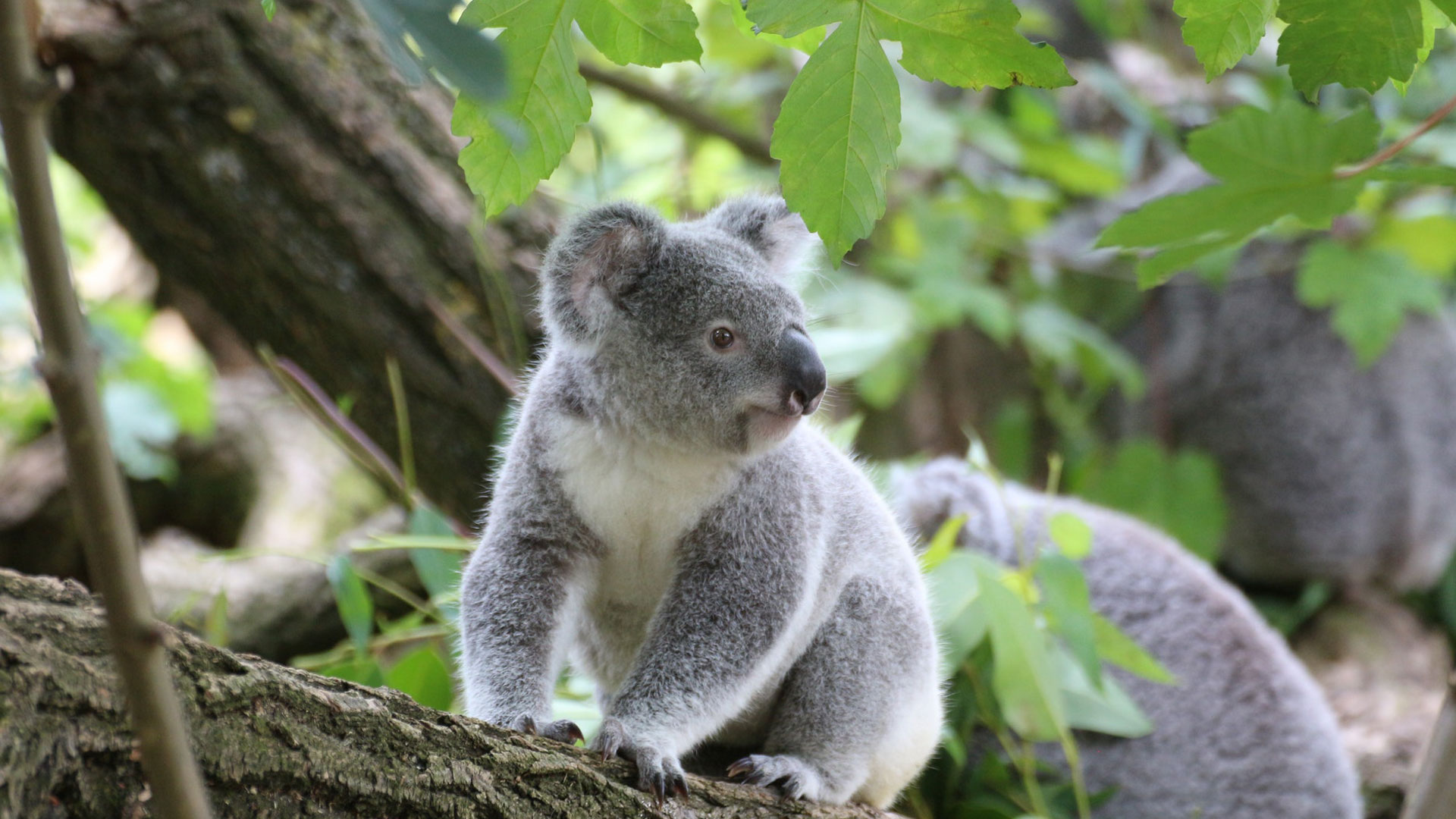koala-en-arbol