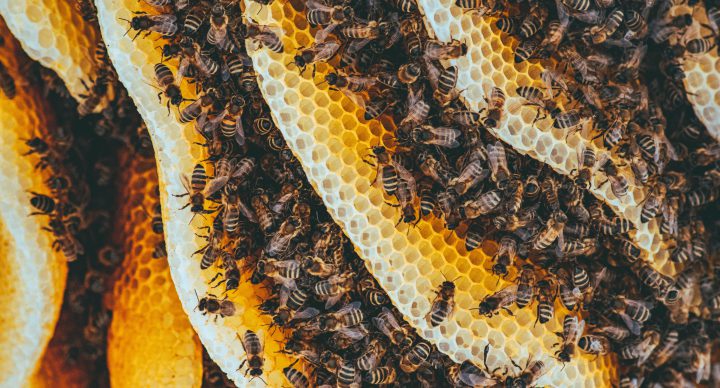 La miel: en grave peligro por el cambio climático