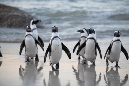 El cambio climático: amenaza mortal para los pingüinos