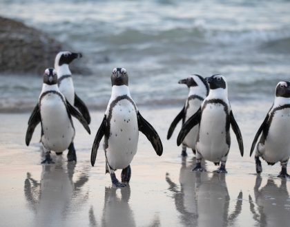 El cambio climático: amenaza mortal para los pingüinos