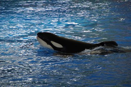 Tras más de 50 años en cautiverio, la orca Lolita vuelve a casa