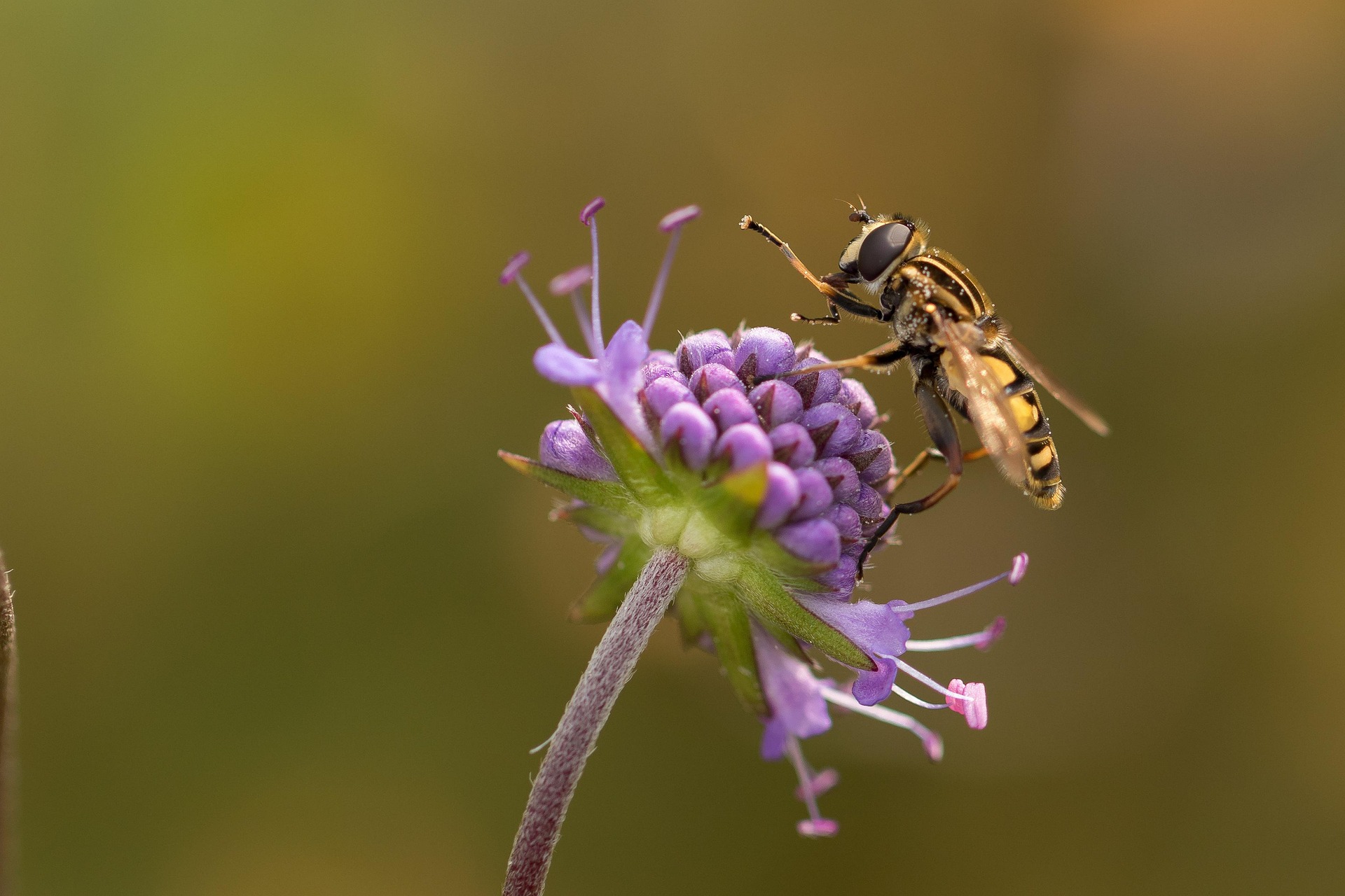 ¿Cuál es la función de los insectos en los ecosistemas?