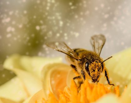 ¿Podemos vacunar abejas para salvar el planeta?